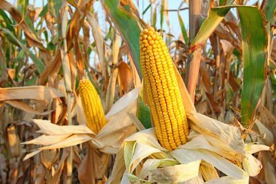 Corn Slipping Lower at Midday